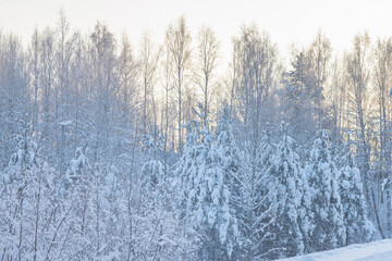 Winter nature, trees in the forest are covered with white aerial snow in winter frosty time