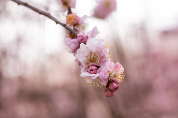 Pink plum blossoms in full bloom are shining brilliantly in the sunlight through the trees at Osaka pref.