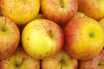 Naklejka na ściany i meble Many ripe yellow-red apples close up as background 