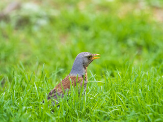 Wood bird Fieldfare, Turdus pilaris, on a sprng lawn.
