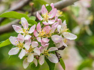 Fresh pink flowers of a blossoming apple tree with blured background