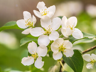 White blossoming apple trees. White apple tree flowers