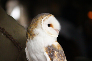 メンフクロウの横顔