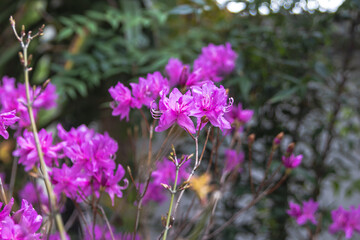 Rhododendron flower blooming in the garden. It is also called true flower in korea.