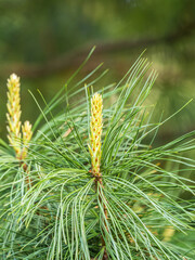 Cedar branches with long fluffy needles with a beautiful blurry background. Cedar branches with fresh shoots in spring.