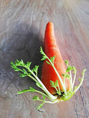 Growing carrots,placed on brown wooden background