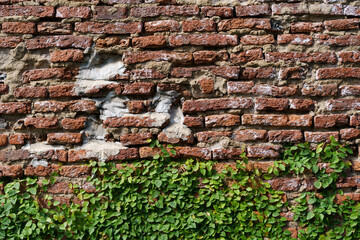 The wall is made of brick and then painted in white. There are creepers on the left wall. This wall is popular in English style. Also known as a vintage style. as background with copy space.