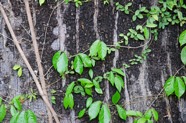 Vines with green leaves and roots on the bark