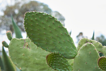 Mexican nopal plantation for production and export