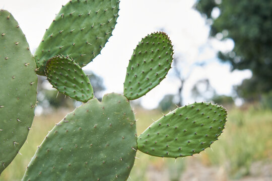Mexican nopal plantation for production and export