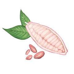 Ripe pink cocoa pod with ruby beans isolated on white background. Watercolor hand drawn illustration. Art for chocolate