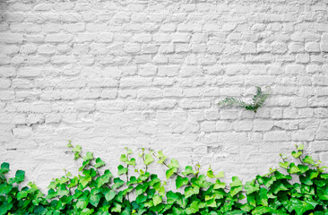 Grunge white painted bricks with ivy growing up wall