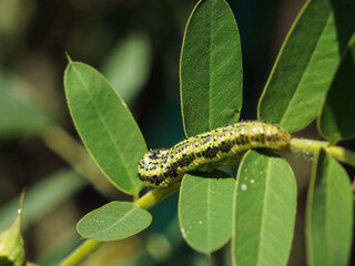 caterpillar on a leaf