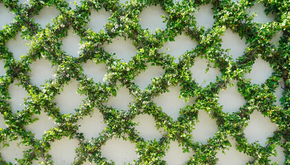 Green Ivy Leaves Growing On A Garden Wall In A Trellis Pattern - 500826365