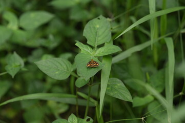 random mint moth on bush