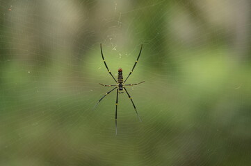 Golden orb web spider Nephila Pilipes