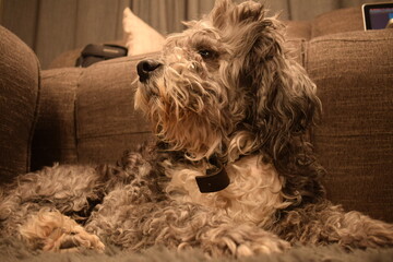 pet lying on the carpet in the living room of the house allowing himself to be photographed