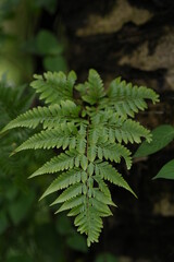 forest fern leaves
