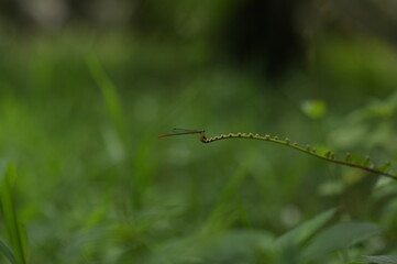 Orange tailed marsh, known as bi-coloured damsel