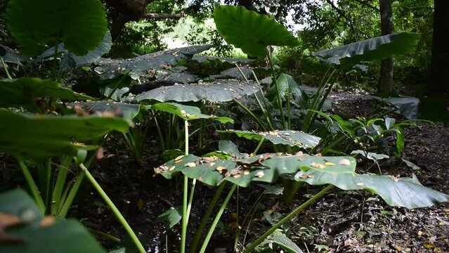 Xanthosoma sagittifolium plant protecting a watercourse.
