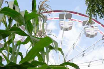 A view of green corn stalks, featuring a ferris wheel in the background.
