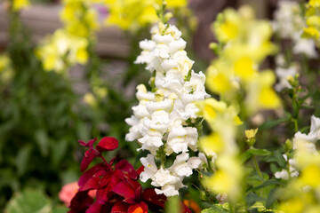 A view of white snapdragons in a garden landscape.