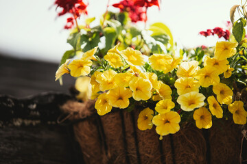 A view of yellow petunia flowers, in a garden setting.