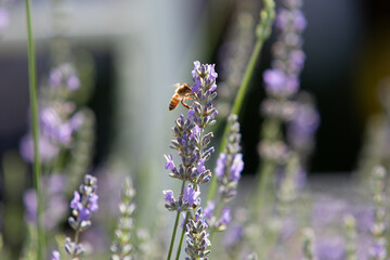 A view of a bee pollinating lavender buds.