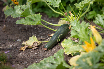 A view of a zucchini growing on the ground, in a garden setting.