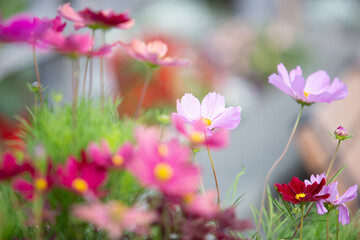 Obraz premium A view of cosmos flowers.