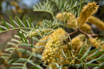 Velvet Mesquite  Desert Shrub with Green Thin Leaves Allergy Season