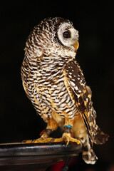 お腹が細かい縞模様のアカアシモリフクロウ