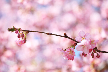 背景が美しい河津桜