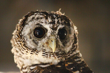 アカアシモリフクロウの成鳥