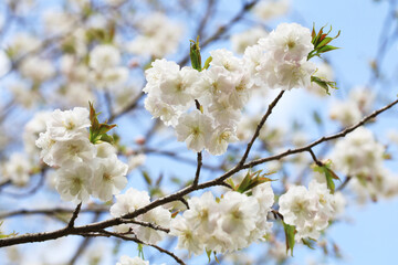 白い八重桜（早晩山）