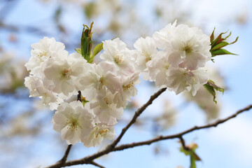 Fototapeta premium 白い八重桜（早晩山）