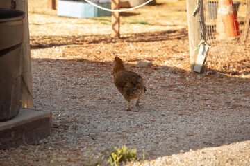 A view of a chicken walking around a local farm.