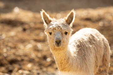 A view of an alpaca, seen at a local farm.