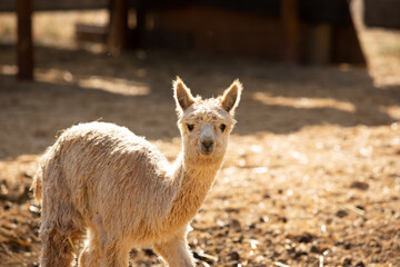 A view of an alpaca, seen at a local farm.