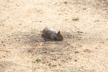 A view of a California ground squirrel.