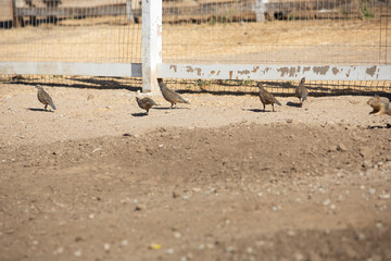 A view of common quail birds foraging for food on the ground of a local farm in Gilroy, California.