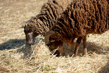 Fototapeta premium A view of some soay sheep feeding on a pile of hay.