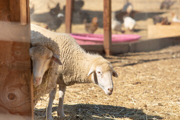 A view of some sheep poking their heads out from a corner, seen at a local farm.