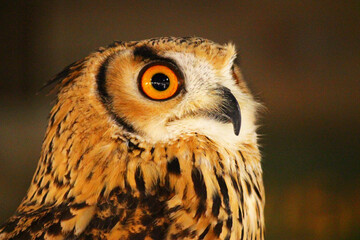 上を見上げるミナミワシミミズク