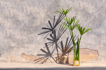 plants and shadow