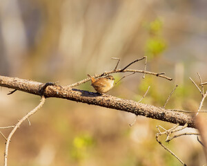 a bird on an brown background squats on a bush