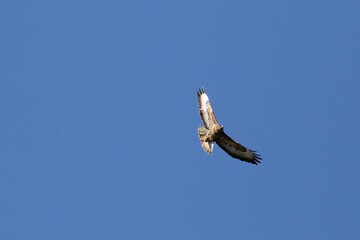 brown buzzard in the blue sky