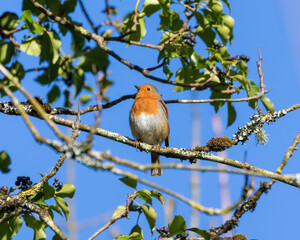 robin on a branch