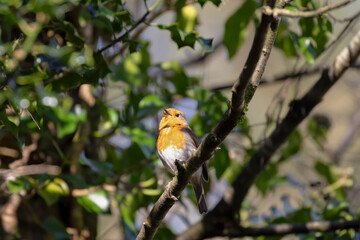 robin on branch