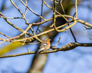 a bird on a branch